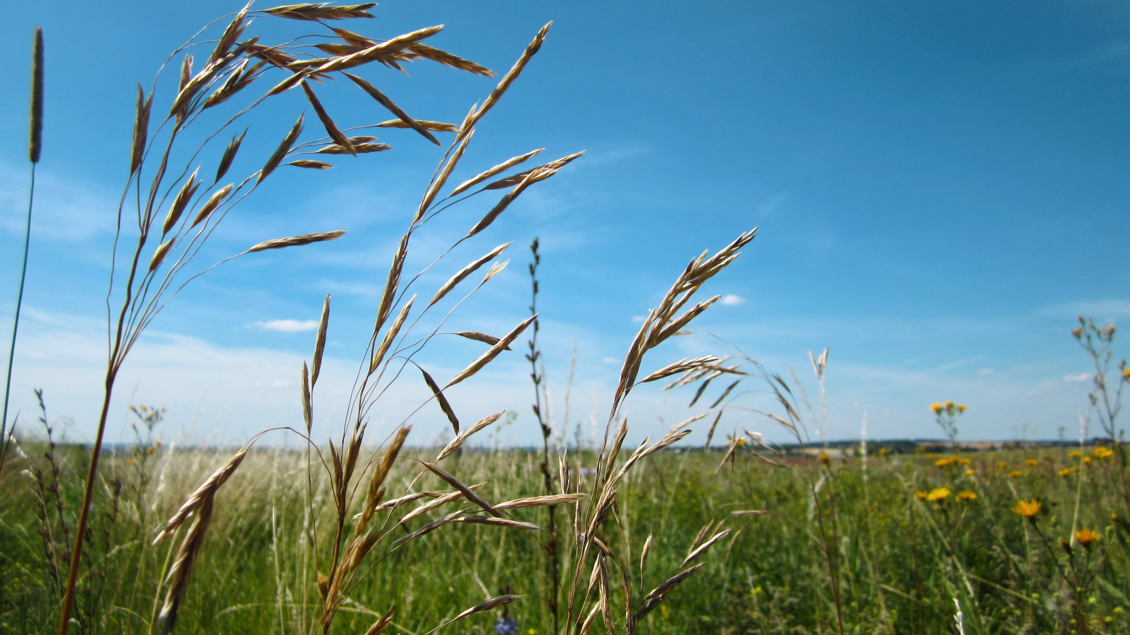 Wheat Field Closeup Wallpaper