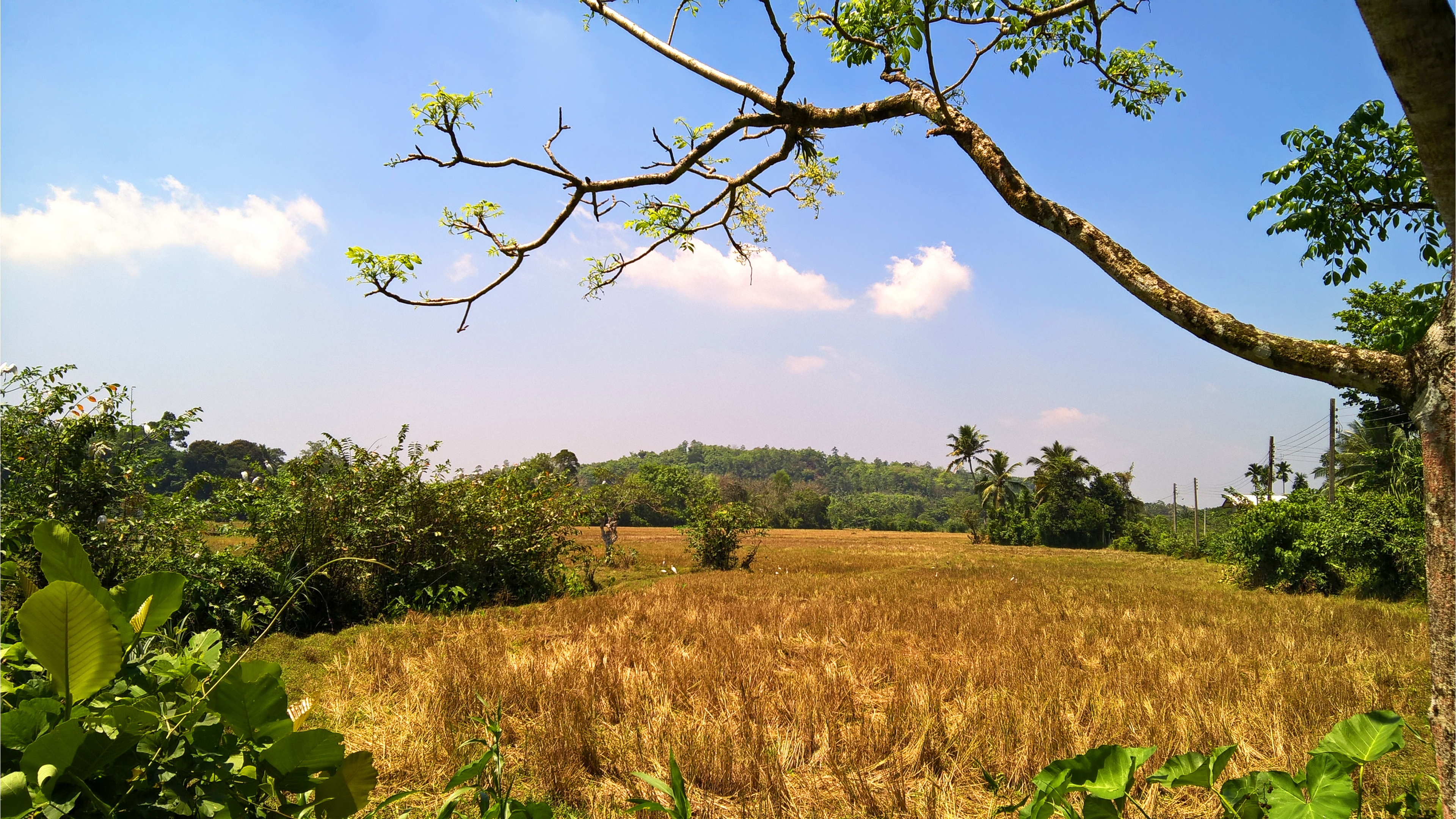 Wheat Field in Summer Wallpaper