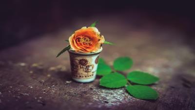 Flower in a cup wallpaper