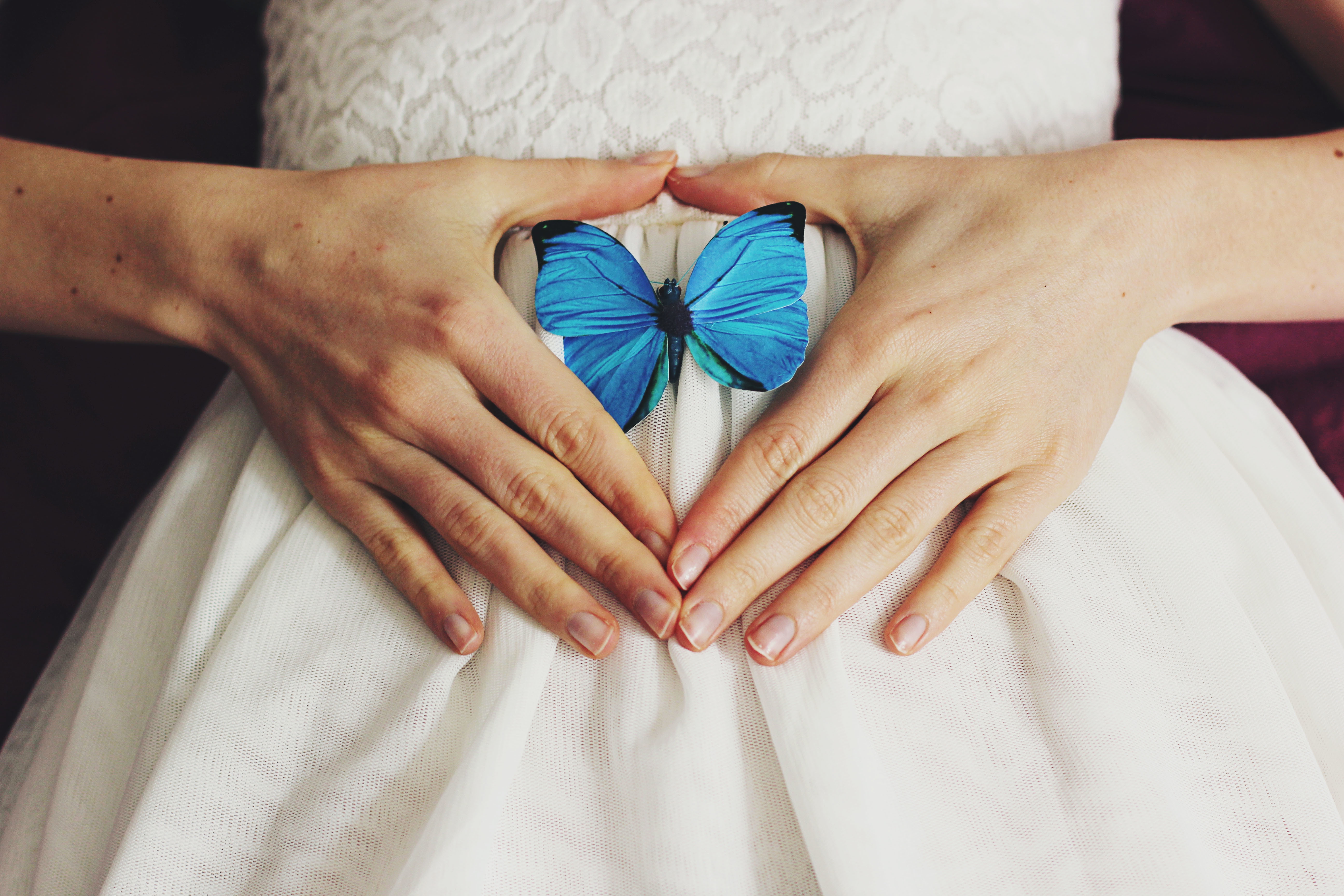 blue white butterfly hand insect Wallpaper