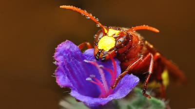 flower red orange insect wallpaper