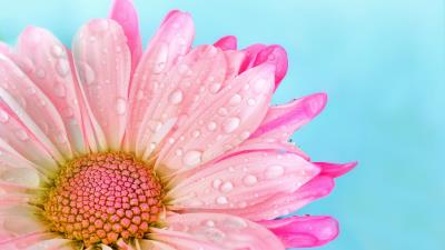 pink flower gerbera wallpaper