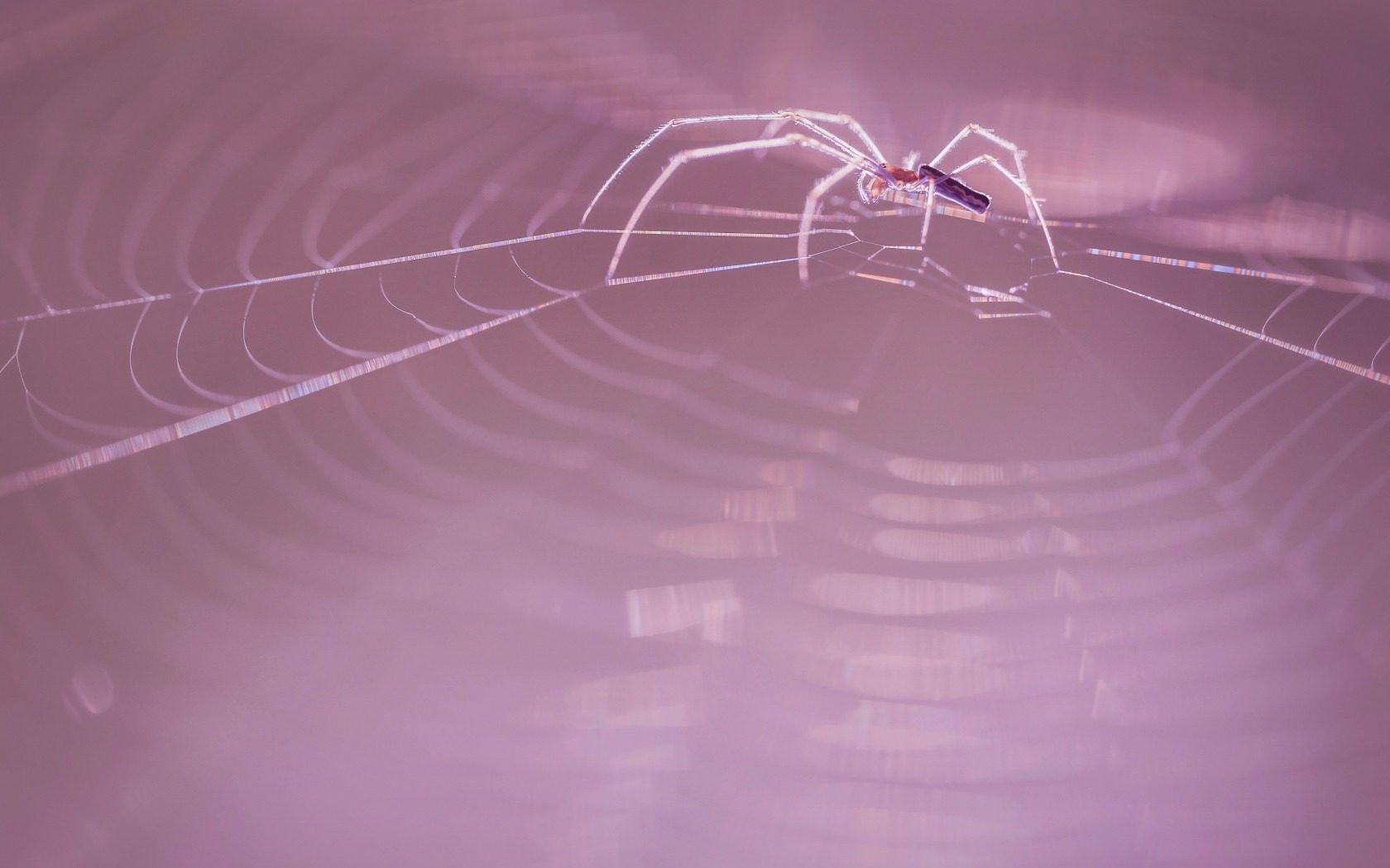 web pink spider insect Wallpaper