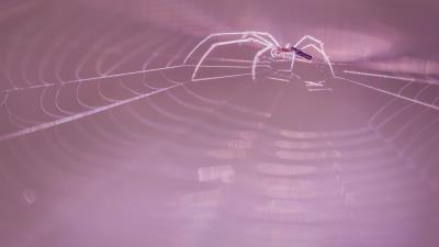 web pink spider insect wallpaper