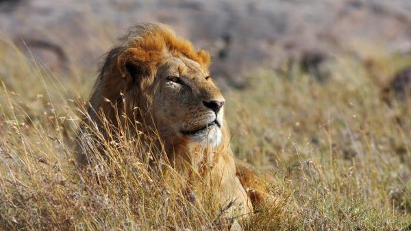 African Lion Hd Wallpaper