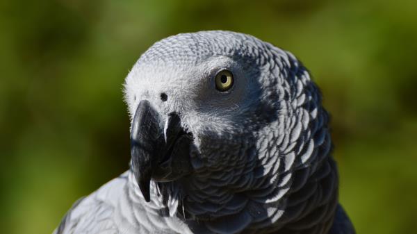 African Parrot Bird Beak Wallpaper
