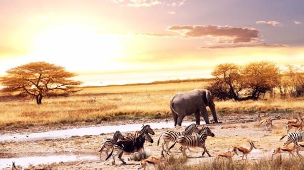 African Savanna African Elephants Zebras Deers 8k Wallpaper