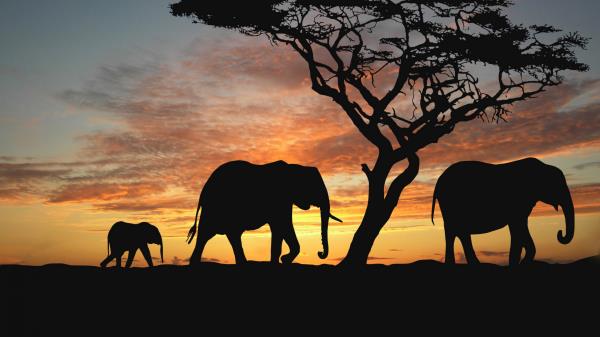 African Savanna Elephants Sunset Silhouette Wallpaper