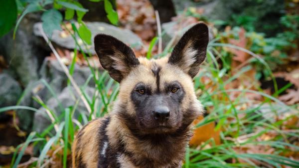 African Wild Dog Predator Muzzle Wallpaper