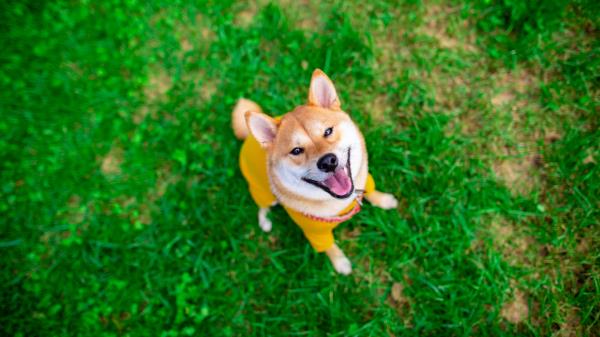 Akita Inu Dog Pet Wallpaper