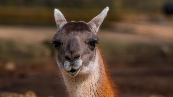 Alpaca Head Muzzle Cool wallpaper