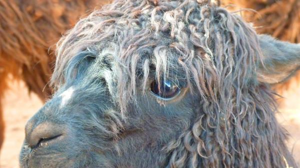 Alpaca Llama Face Wool Wallpaper