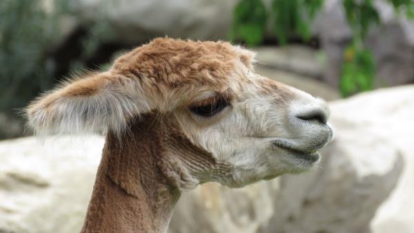 Alpaca Vicuna Face Wool Wallpaper