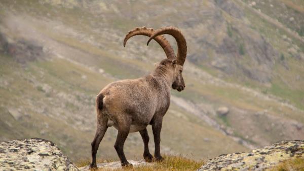 Alpine Ibex Goat Mountains Horns Wallpaper