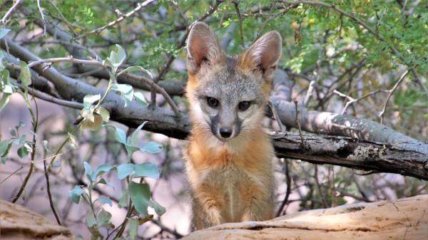 American Fox Fox Cub Wallpaper