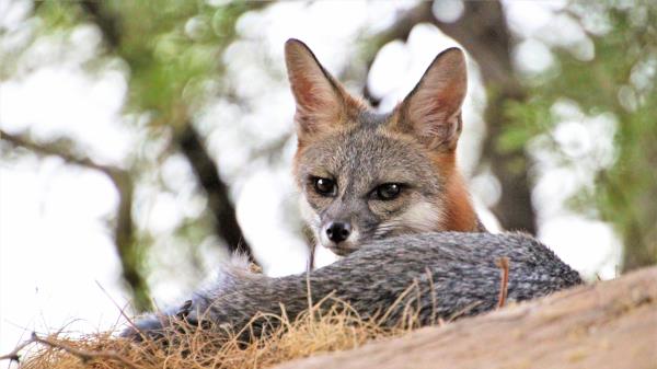 American Fox Fox Predator Animal Wallpaper
