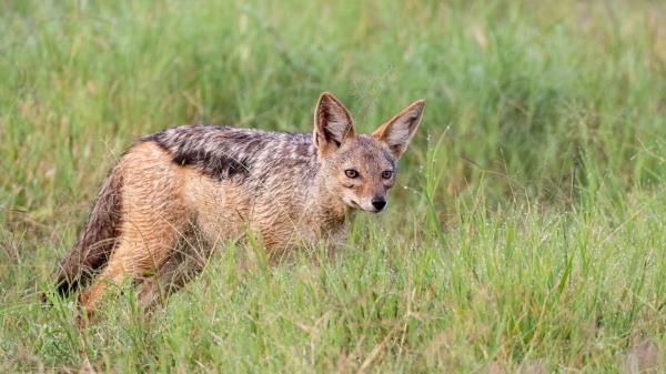 American Fox Fox Predator Wallpaper