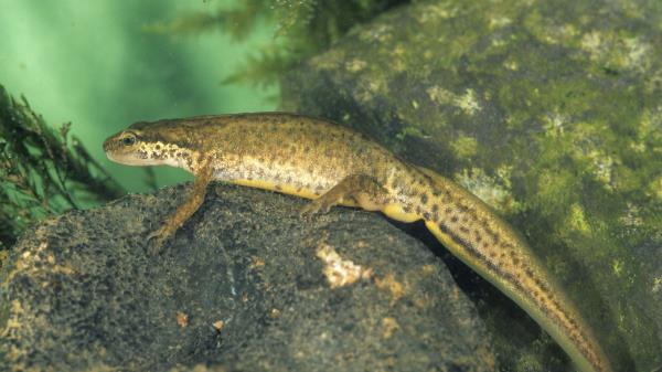 Amphibian Stone Wate Wallpaper