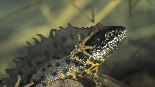 Amphibian Water Color Wallpaper