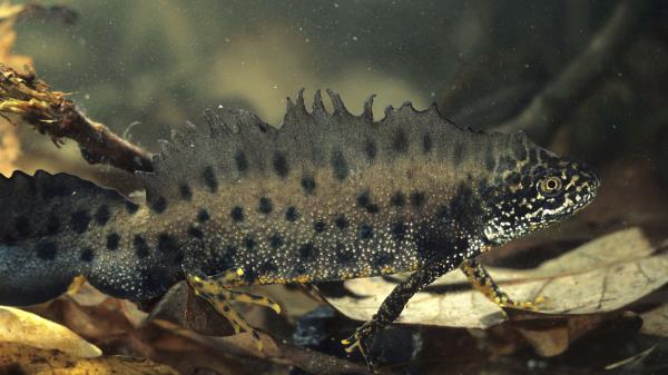 Amphibian Water Unusual Wallpaper