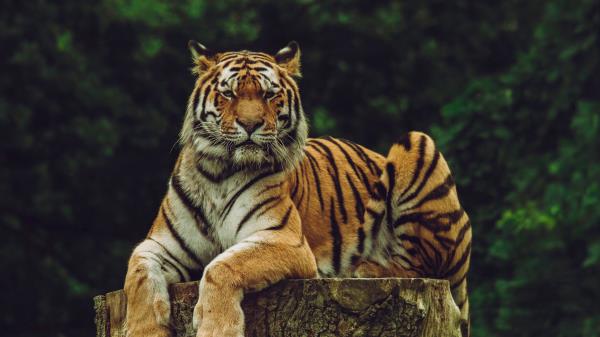 Amur Tiger Tiger Predator Big Cat Wallpaper