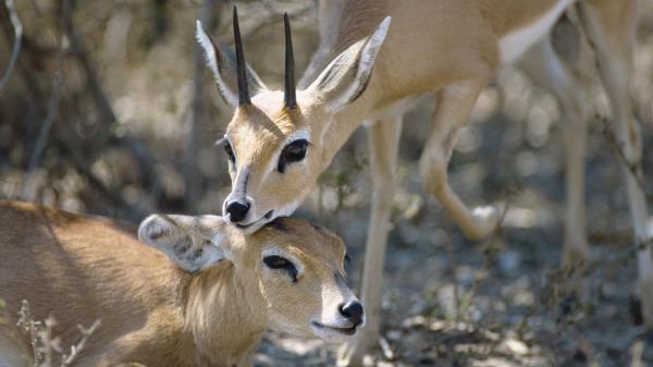 Antelope Couple Goats Wallpaper