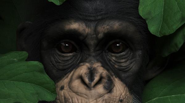 Ape Monkey Muzzle Wallpaper