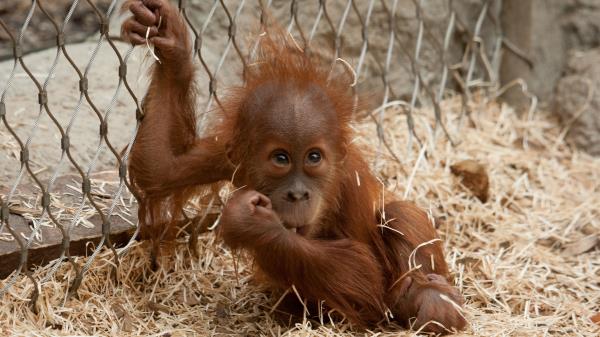 Ape Small Hay Net Wallpaper