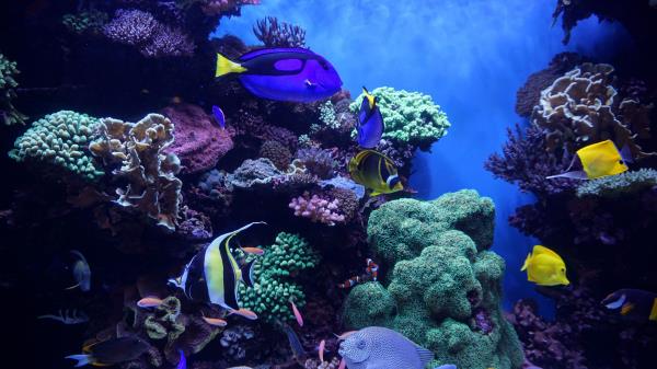 Aquarium Fish Algae Wallpaper