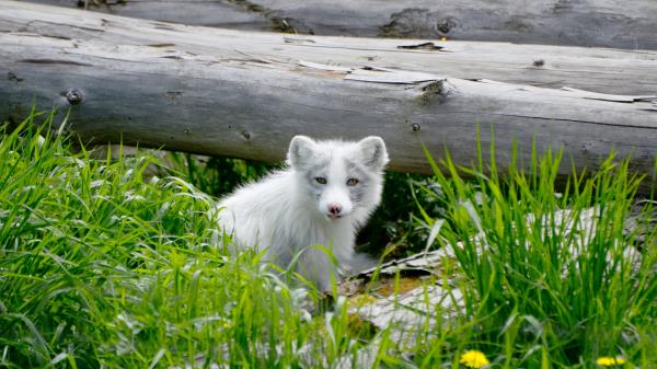Arctic Fox Arctic Dog Fox Wallpaper