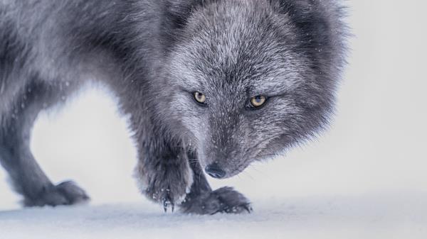 Arctic Fox Fox Glance Wallpaper