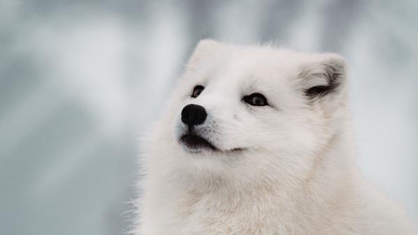 Arctic Fox Fox White Wallpaper