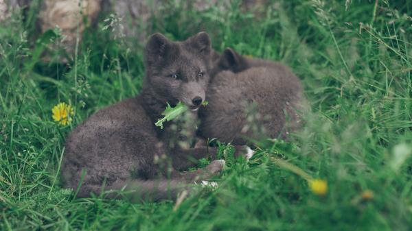 Arctic Fox Lies Grass Wallpaper