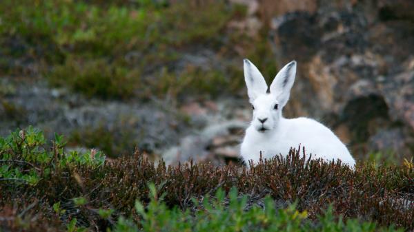Arctic Hare Hare Polar Grass wallpaper