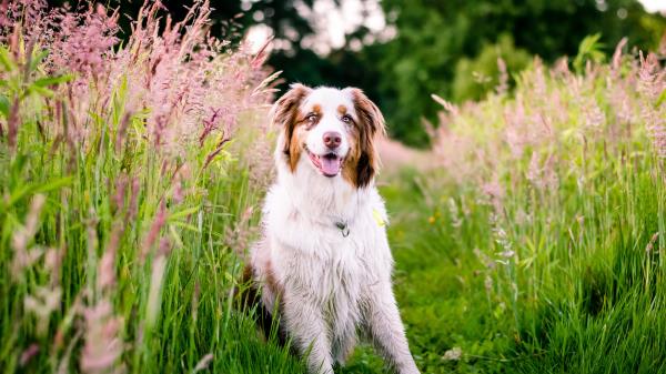 Australian Shepherd Dog Flowers Meadow Grass Nature Wallpaper