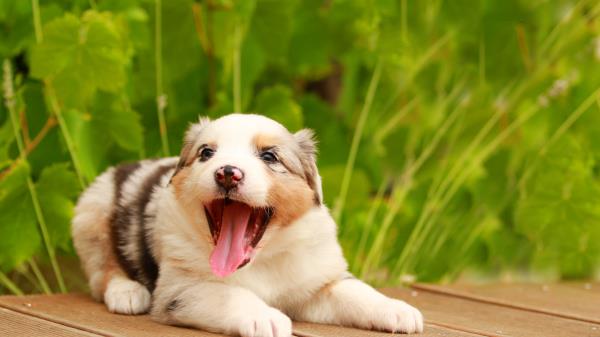 Australian Shepherd Puppy Muzzle Playful Protruding Tongue Wallpaper