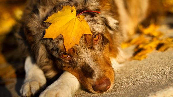 Australian Shepherd Sheet Look Dog Wallpaper
