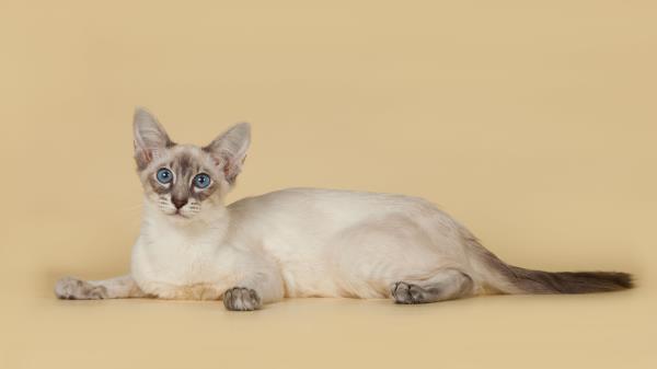 Bali Balinese Balinese Cat Breed Color Wallpaper