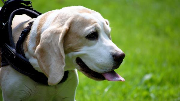 Beagle Dog Face Tongue Walk Wallpaper