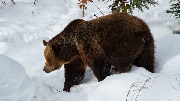 Bear Brown Bear Muzzle wallpaper