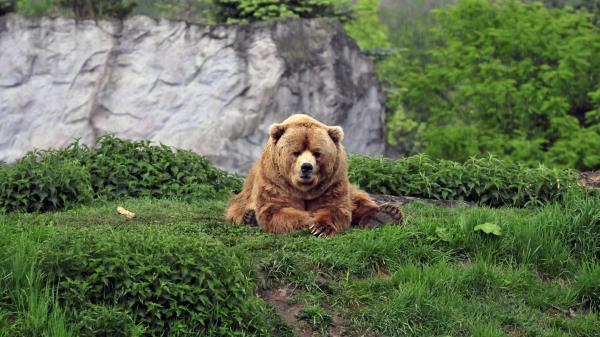 Bear Brown Grass Funny Lie Wallpaper