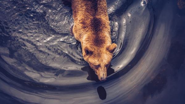 Bear Brown Predator Wallpaper