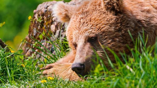 Bear Face Tired Grass Lie Wallpaper