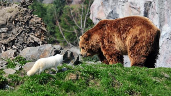 Bear Grizzly Bear Arctic Fox Grass Rocks wallpaper
