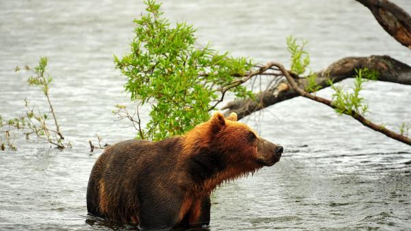Bear Hunting Predator Rive Wallpaper