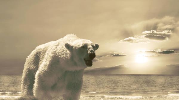 Bear Ice Ocean Cold Snow Winter Wallpaper