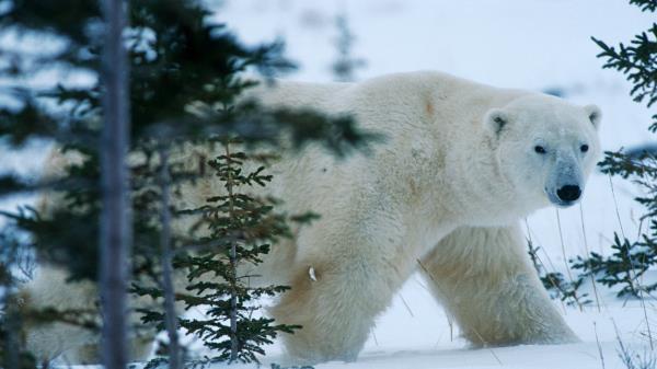 Bear North Winter Snow Forest Wallpaper