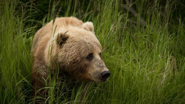 Bear Predator Brown Wallpaper