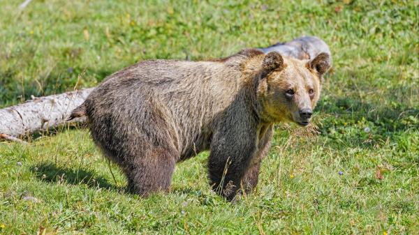 Bear Predator Grasses Wallpaper