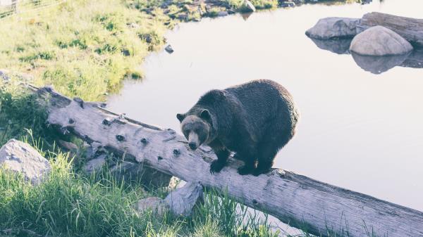 Bear Timber Nature Reserve Wallpaper